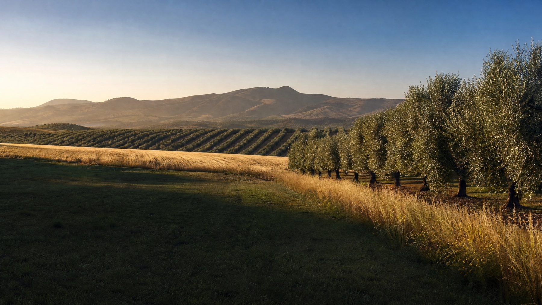 Paisaje agrícola mediterráneo al amanecer